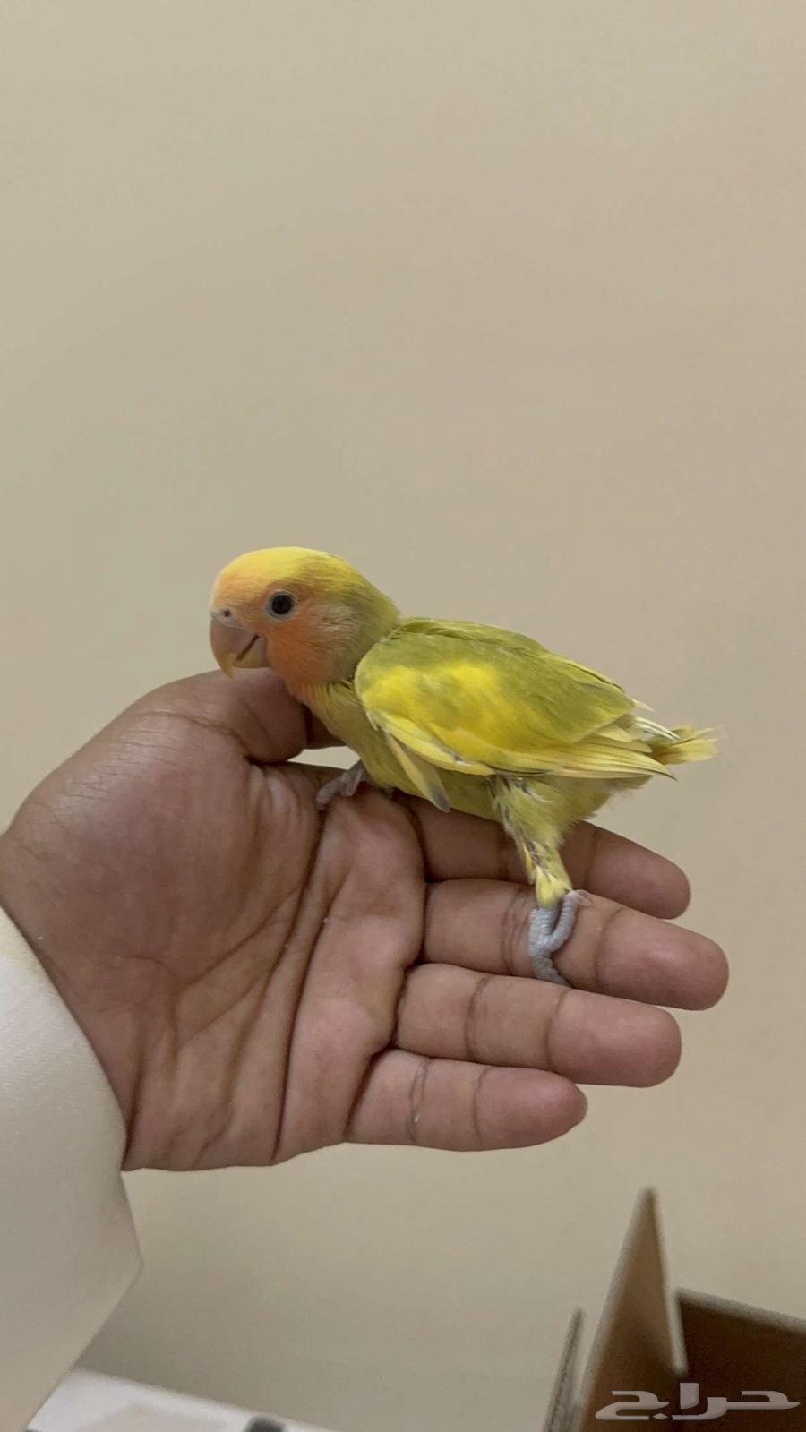 عرض فروخ روز63618385585666111