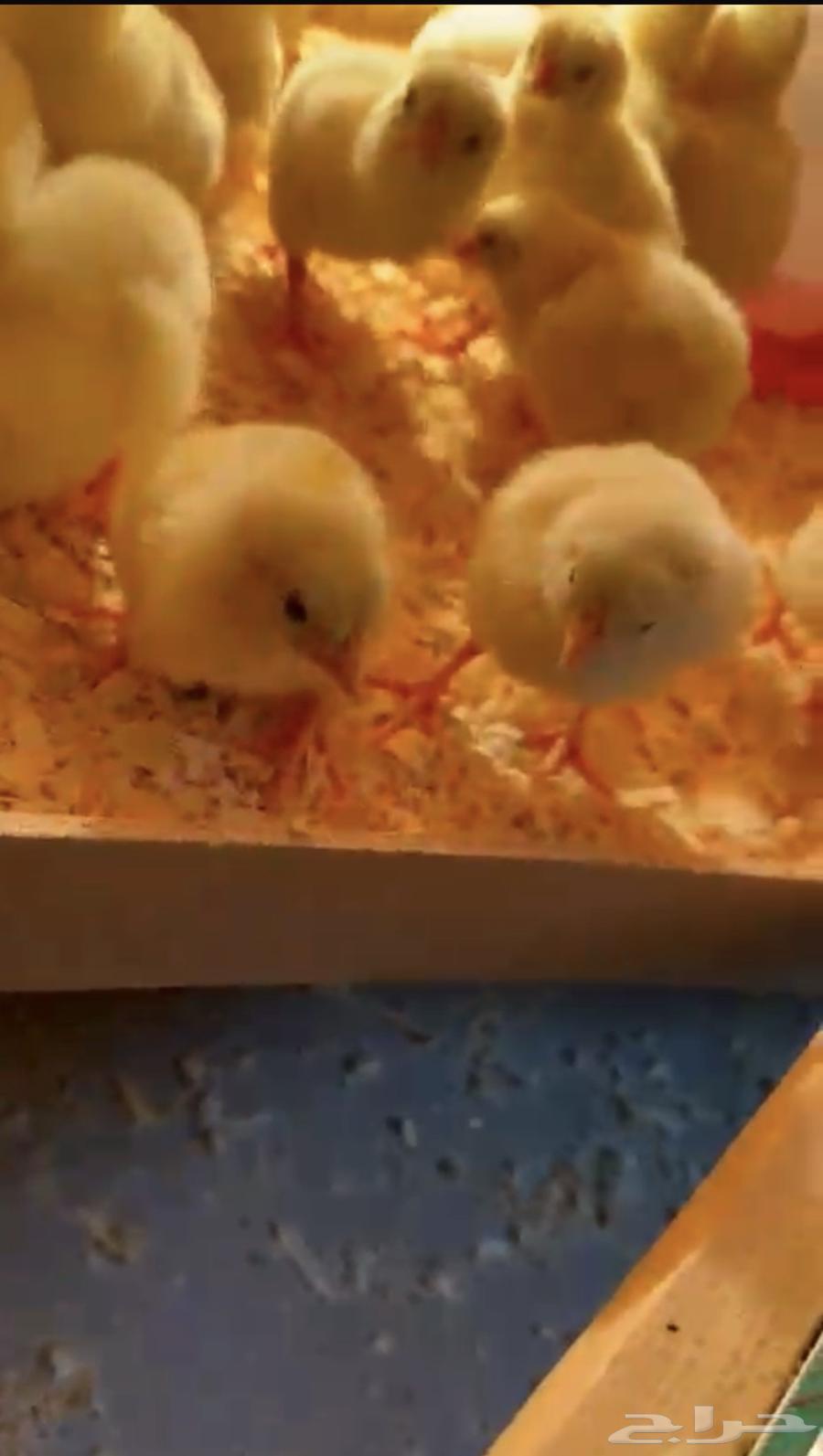 Broiler Chicks ROSS 308 Ready for Raising63618473112195112