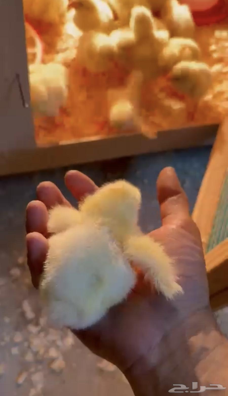 Broiler Chicks ROSS 308 Ready for Raising63618473112195113