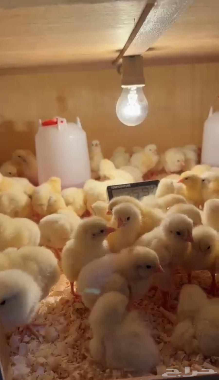Broiler Chicks ROSS 308 Ready for Raising63618473112195111