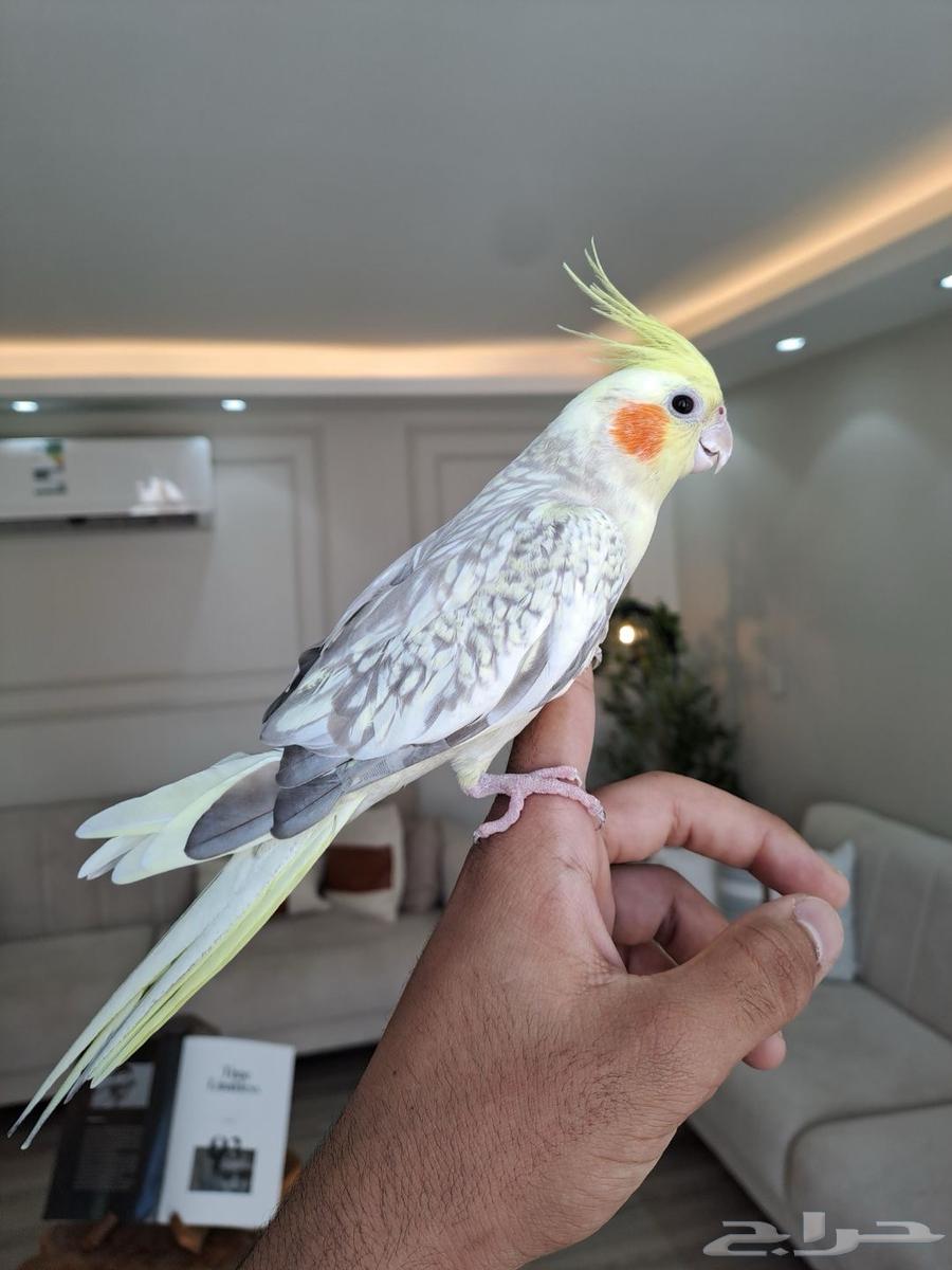 انثى كروان اليفه ومنتجه لاتفوتكم63618373642499111