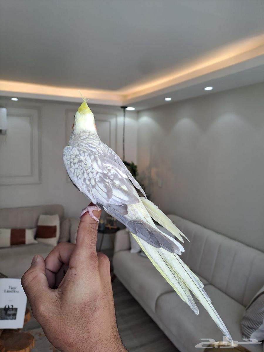 انثى كروان اليفه ومنتجه لاتفوتكم63618373642499112