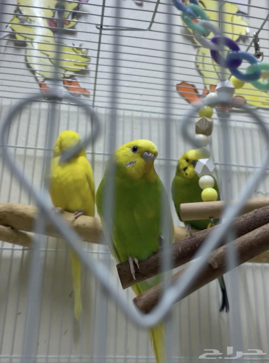 Four budgies (budgie birds)63618492671874113