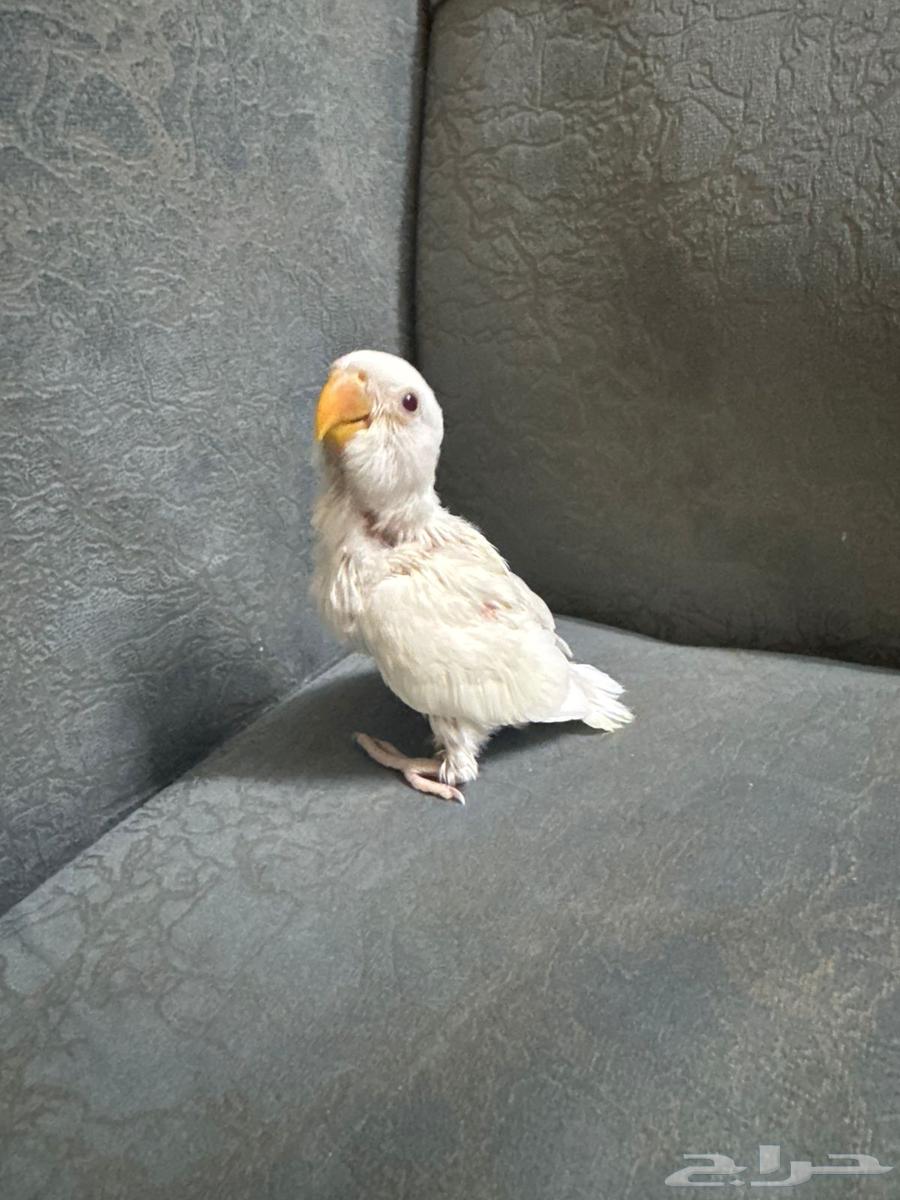 Poultry Albinos Red Eyes63618474545923112