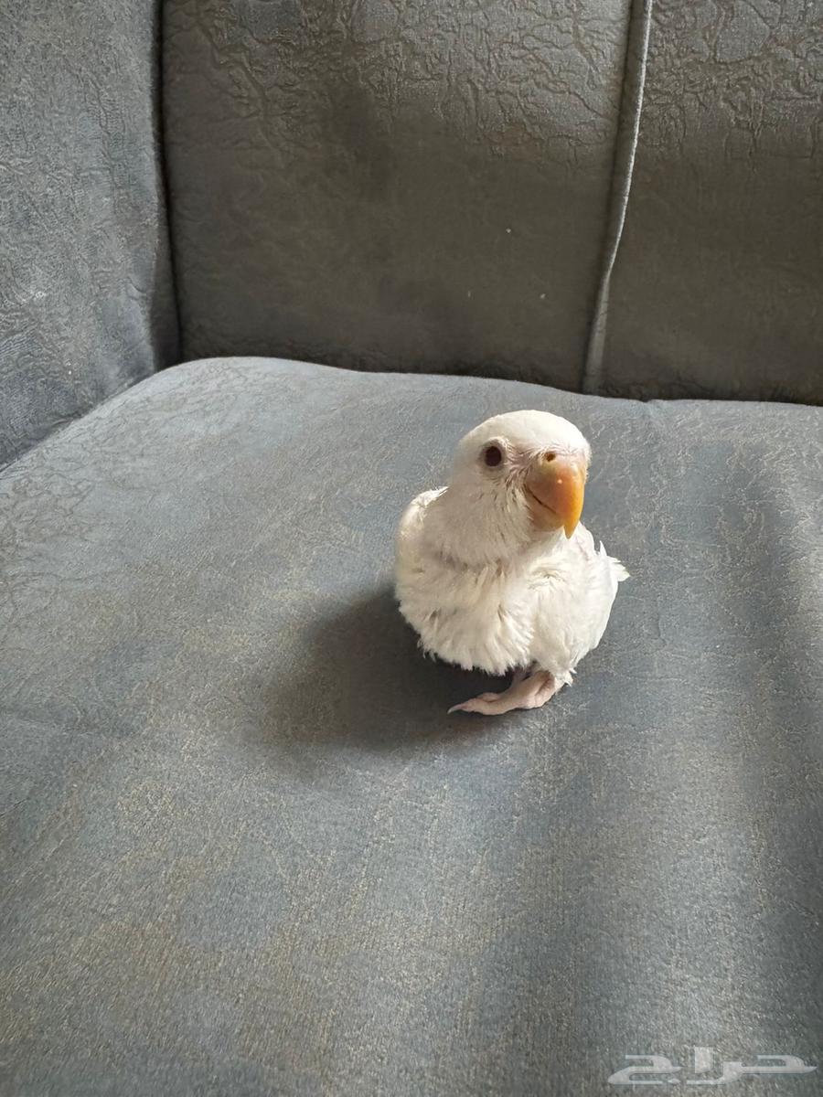Poultry Albinos Red Eyes63618474545923111