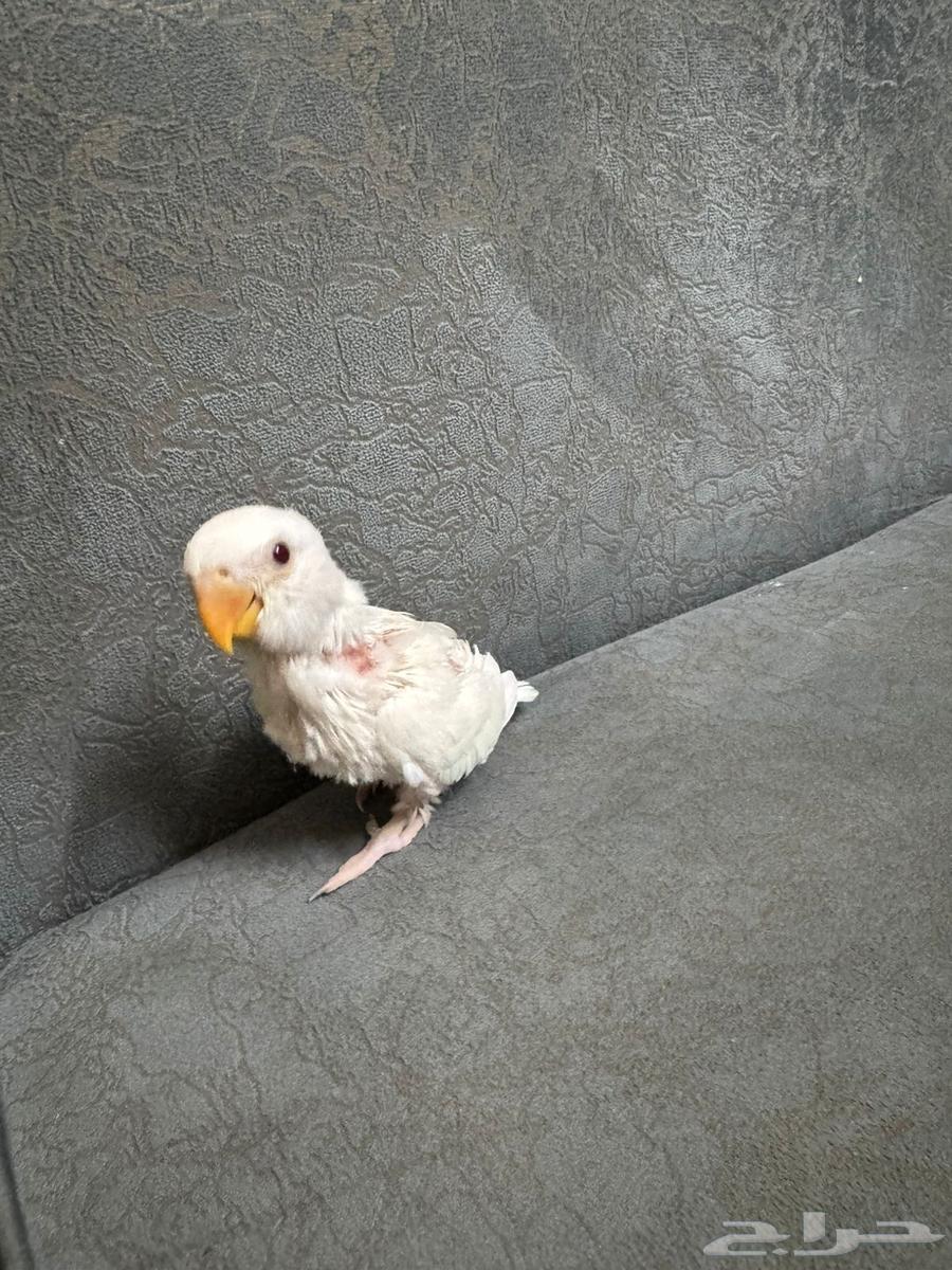 Poultry Albinos Red Eyes63618474545923113