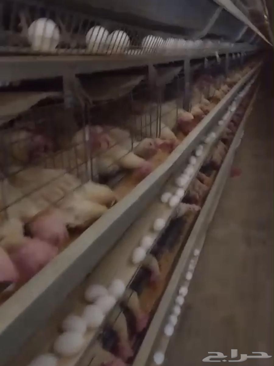 White chicken with white comb, price per piece 3.5 riyal, wholesale only for large quantities63618383699971112