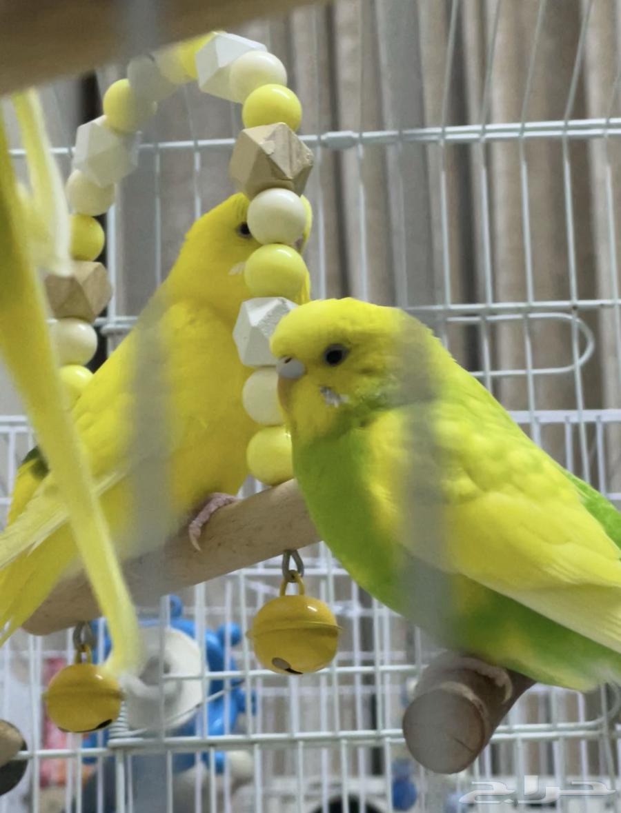 Four budgies (budgie birds)63618492671874112