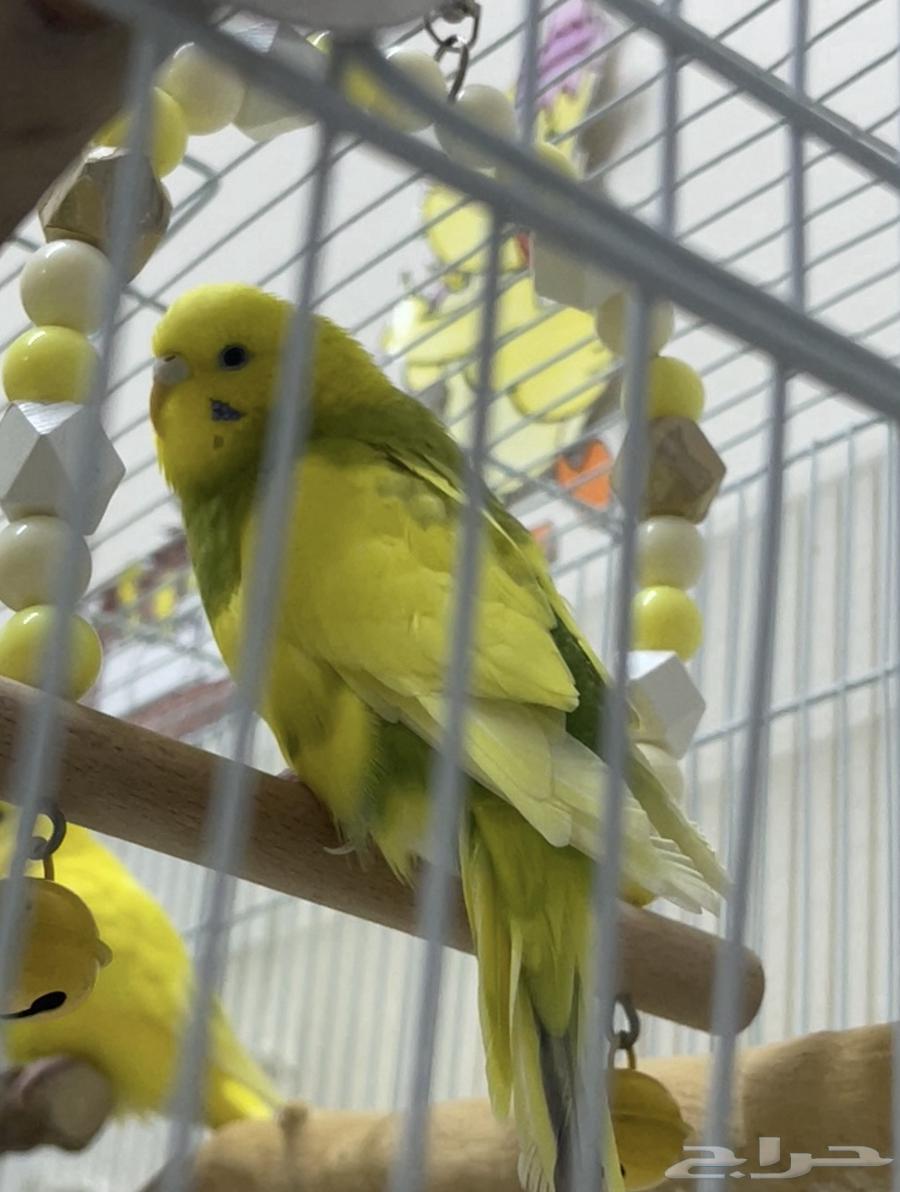 Four budgies (budgie birds)63618492671874114