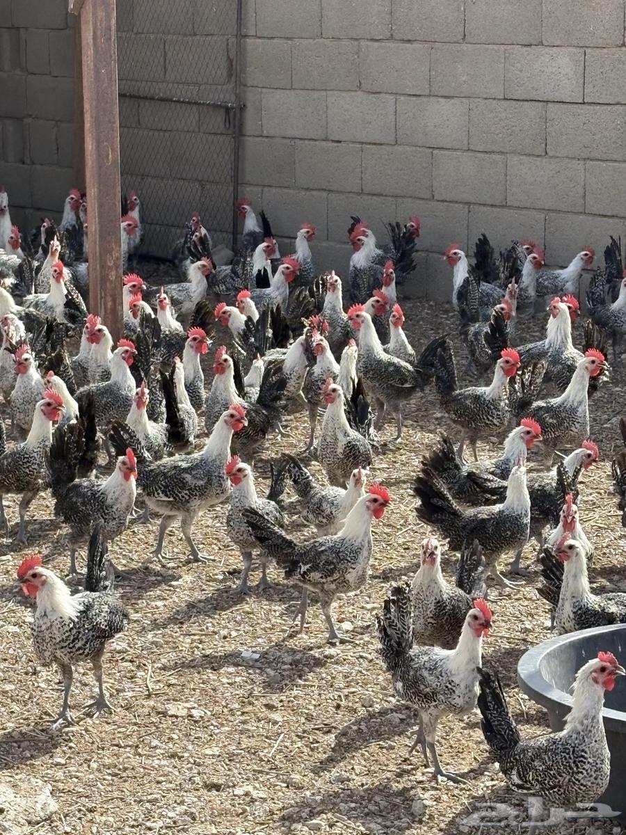 ديوك طيبه للبيع 350 حبه63618382765314112