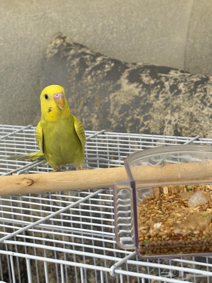 Budgie Bird63618386828419111