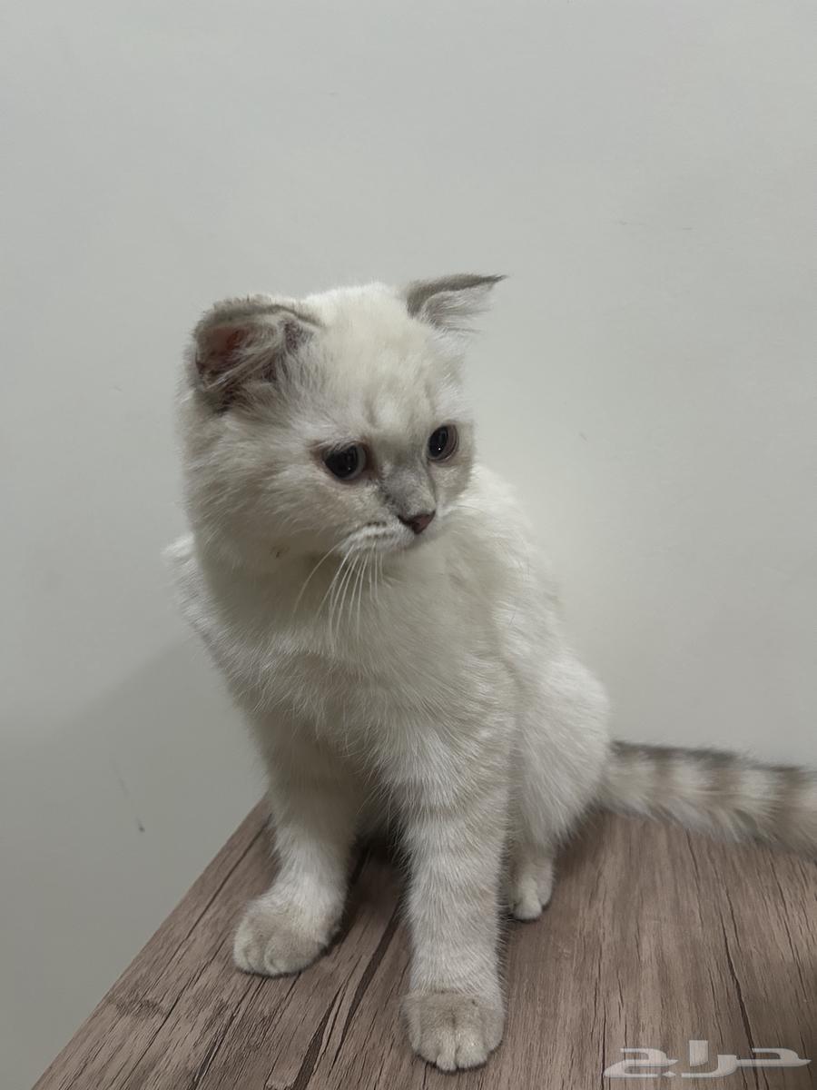 Scotch female cat for sale63019798581761118