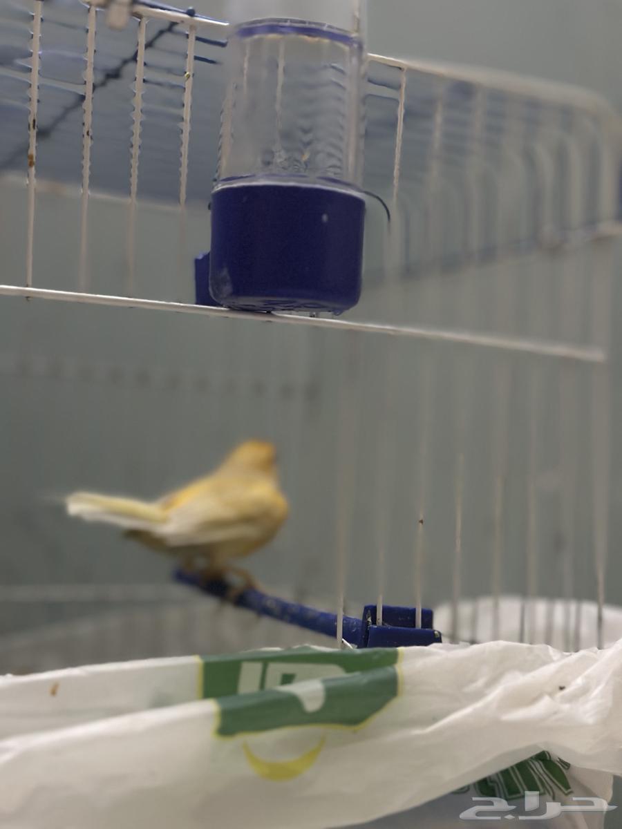 Male Canary63618483000579111