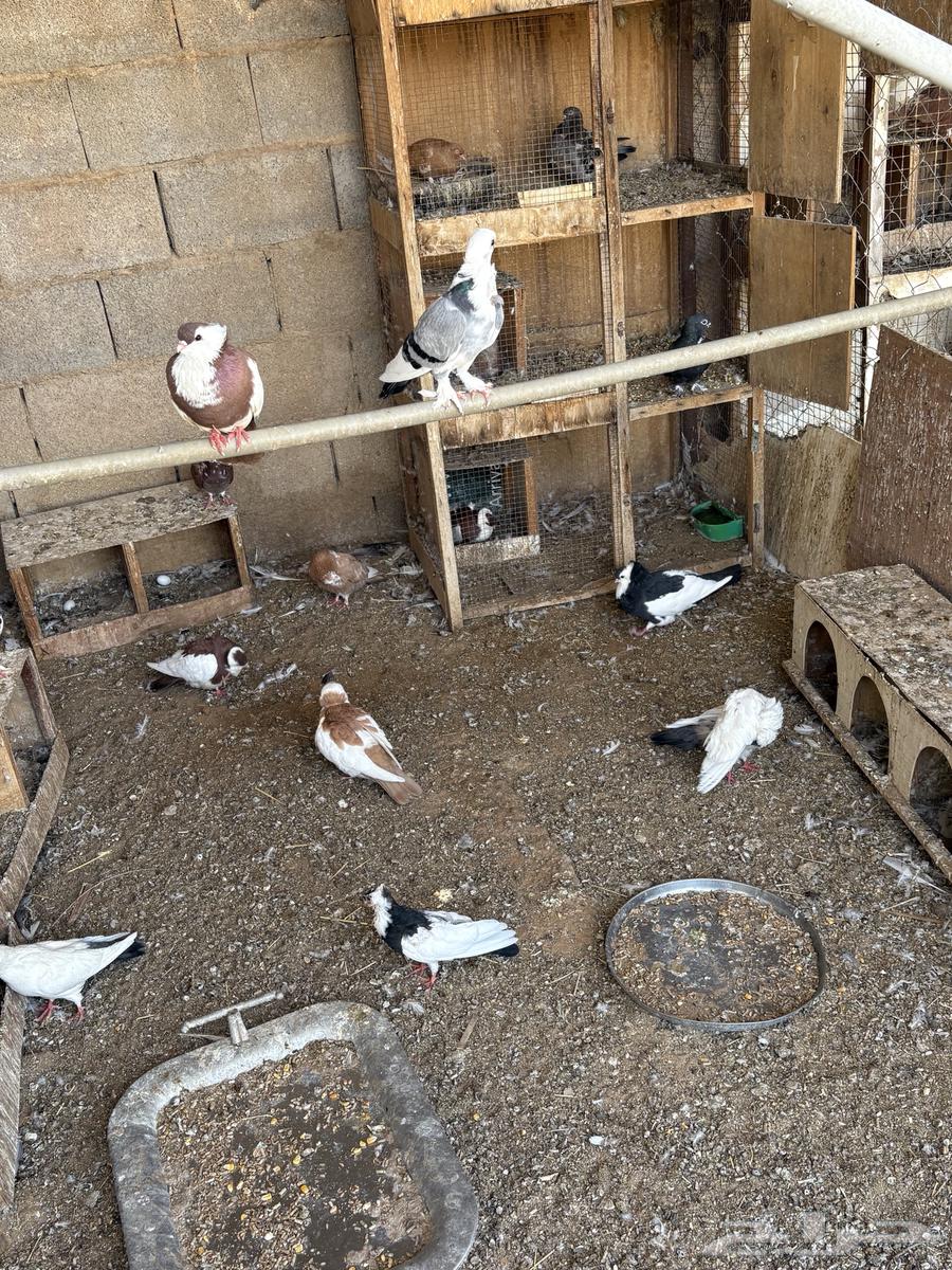 Rare pigeon for urgent sale63618383457795112