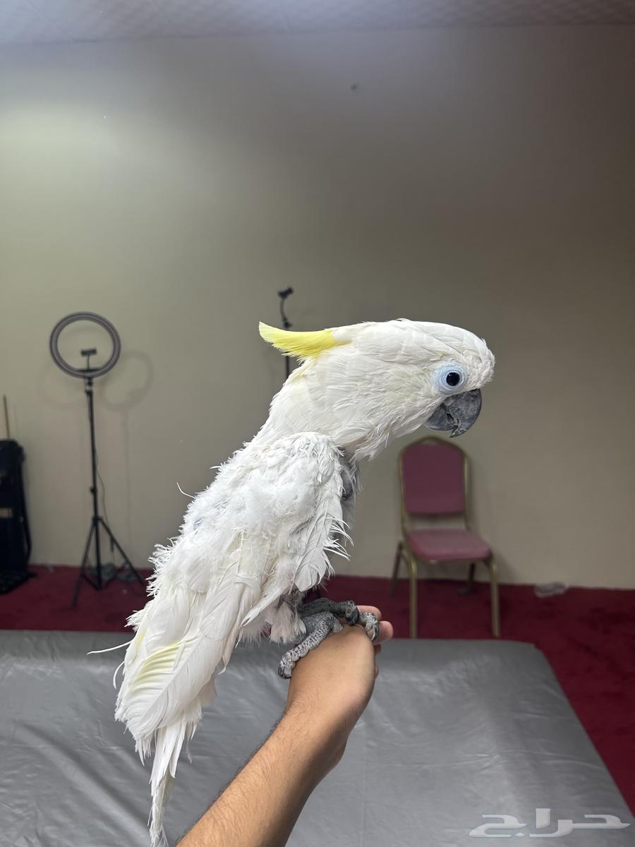 كوكاتو سلفر كرست اليف ومتكلم تم البيع63618486173570113