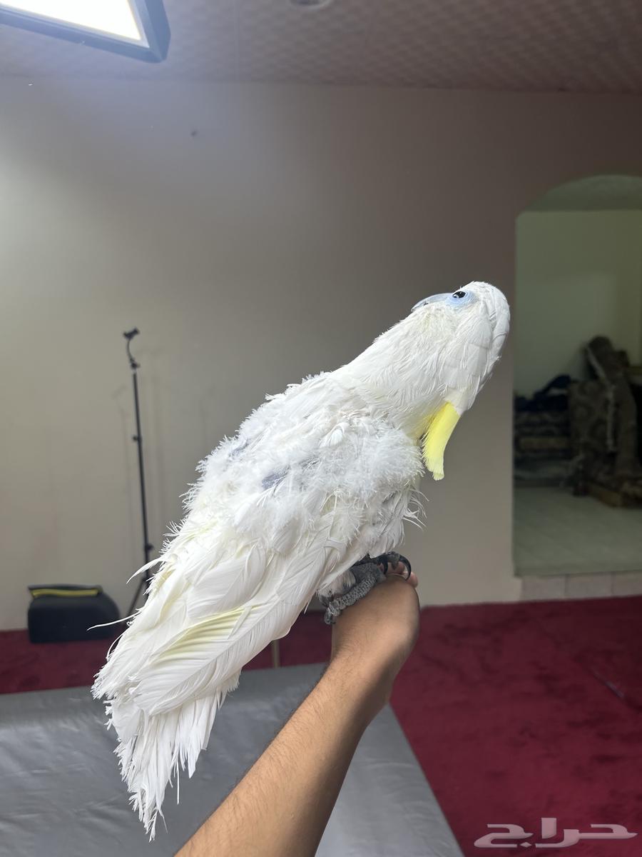 كوكاتو سلفر كرست اليف ومتكلم تم البيع63618486173570111