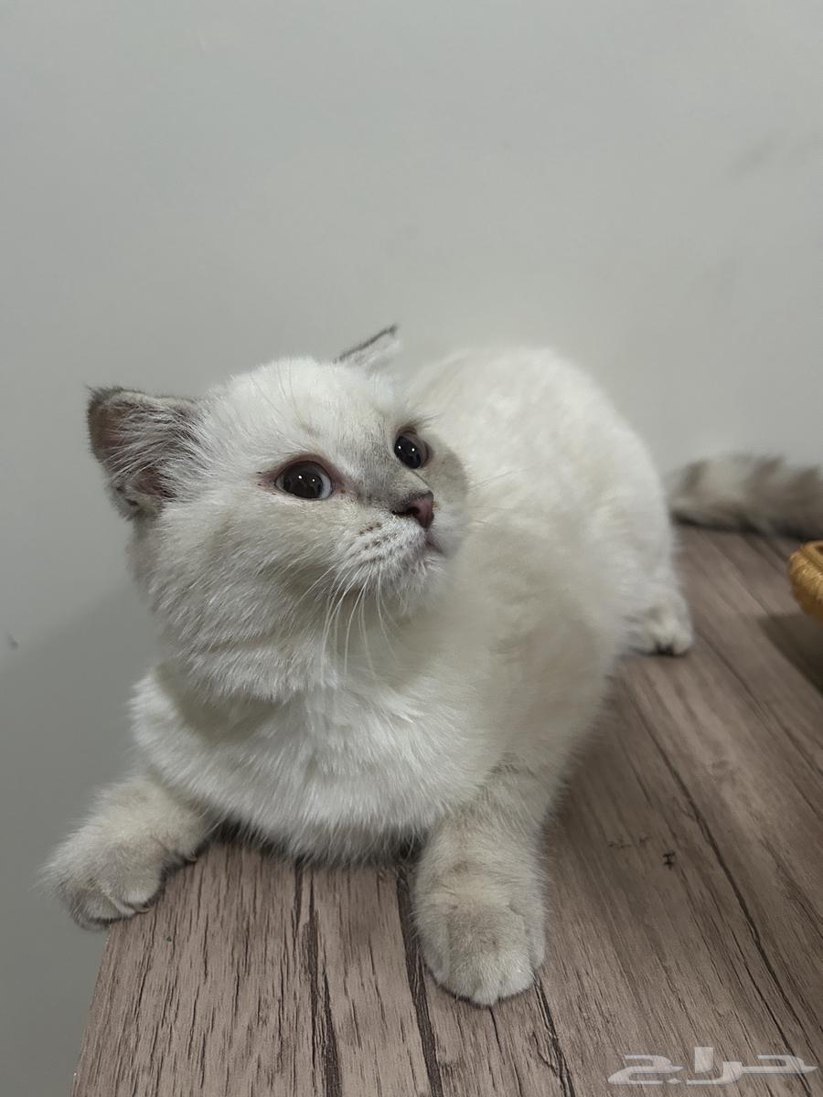 Scotch female cat for sale63019798581761111