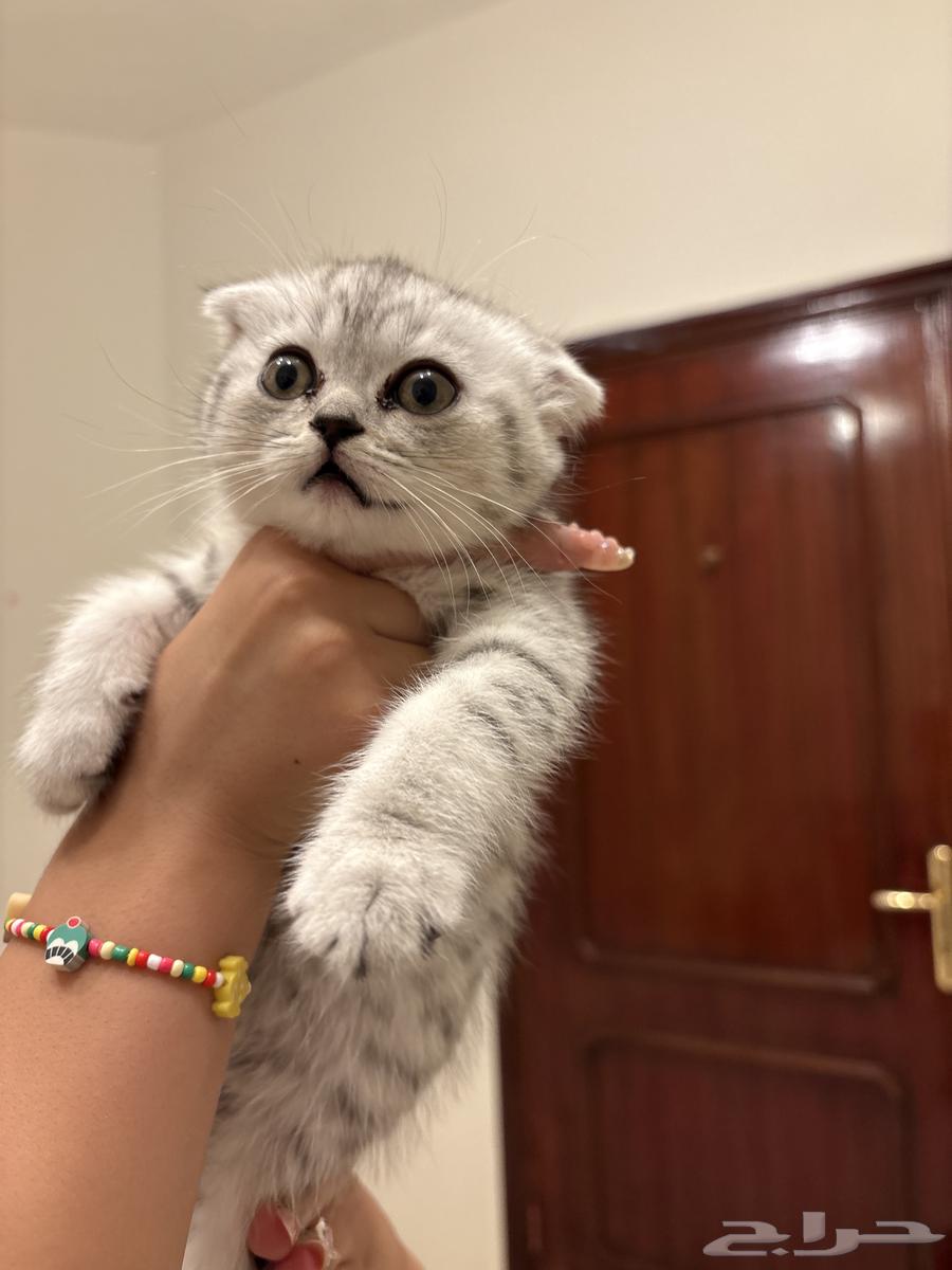 بسة صغيرة بعمر شهر تقريبا .63618482604673114