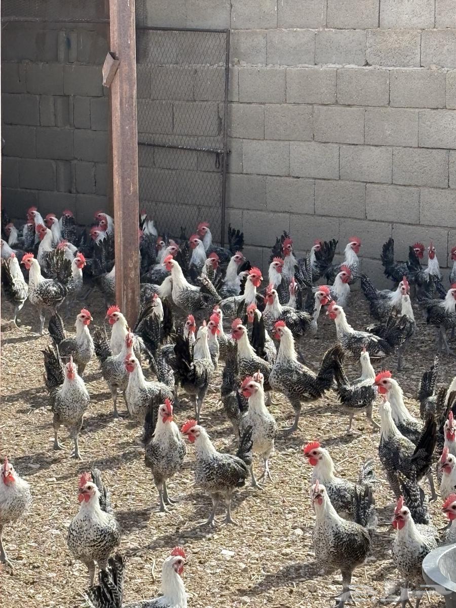 ديوك طيبه للبيع 350 حبه63618382765314111