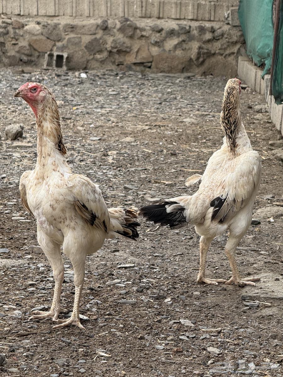 Japanese Shamo Chicken63618478864898113