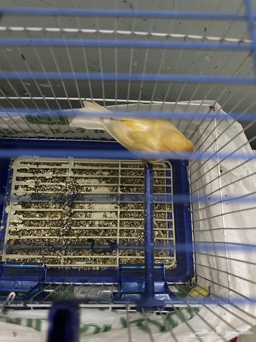 Male Canary63618483000579112