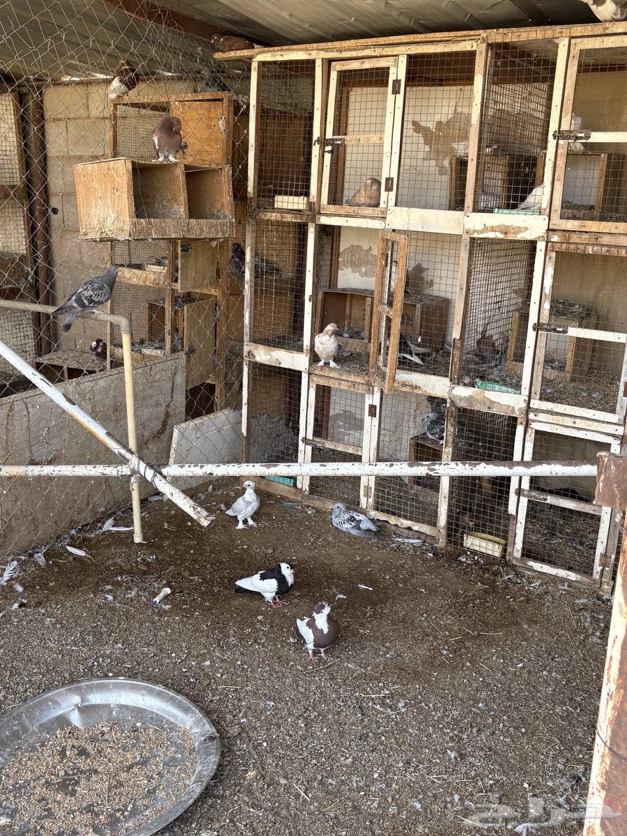 Rare pigeon for urgent sale63618383457795113