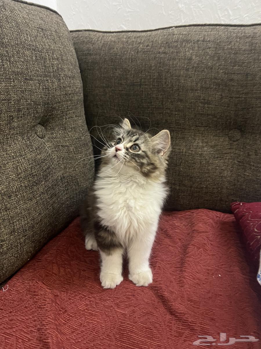 Cat for sale63618476353154112