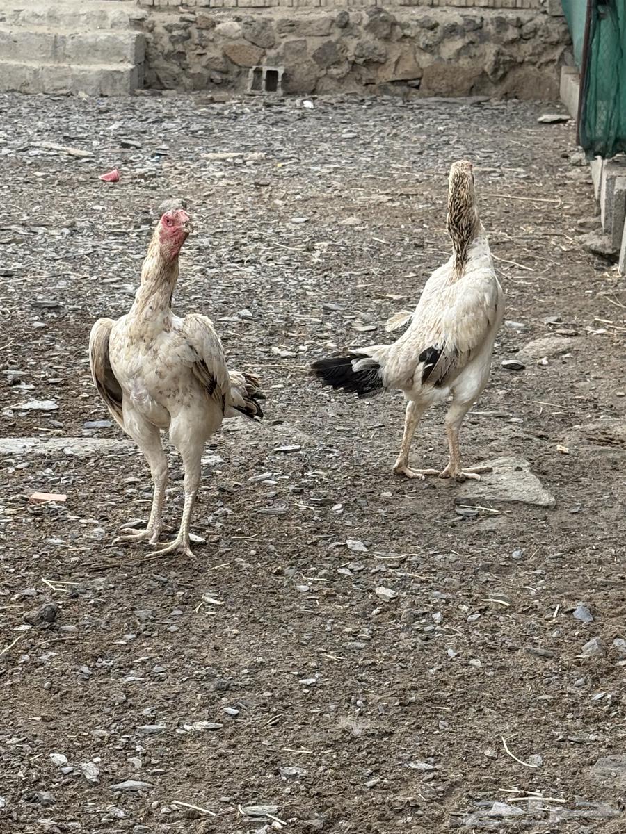 Japanese Shamo Chicken63618478864898114