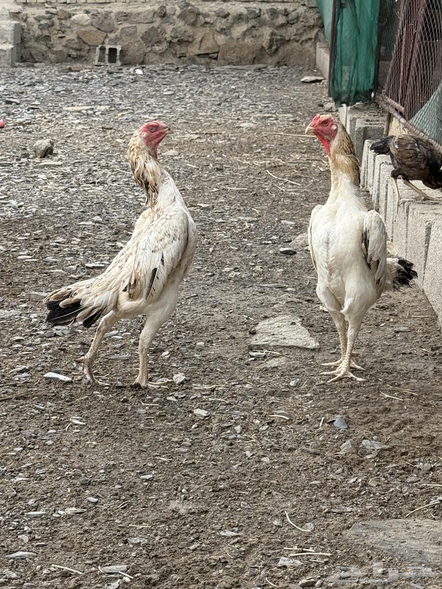 Japanese Shamo Chicken63618478864898111