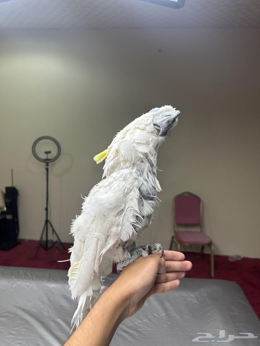كوكاتو سلفر كرست اليف ومتكلم تم البيع63618486173570112