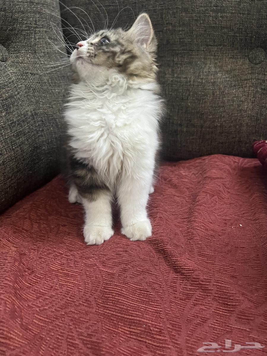 Cat for sale63618476353154111