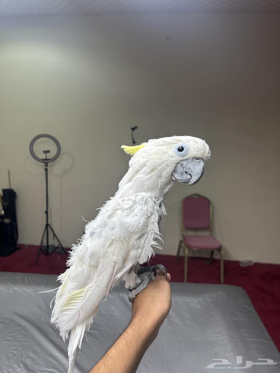 كوكاتو سلفر كرست اليف ومتكلم تم البيع63618486173570114