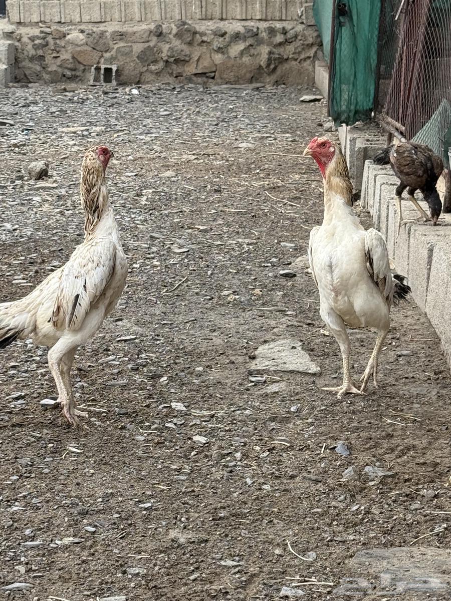 Japanese Shamo Chicken63618478864898112