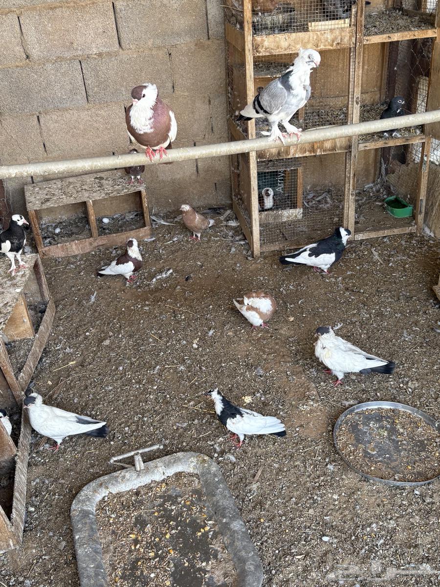 Rare pigeon for urgent sale63618383457795111