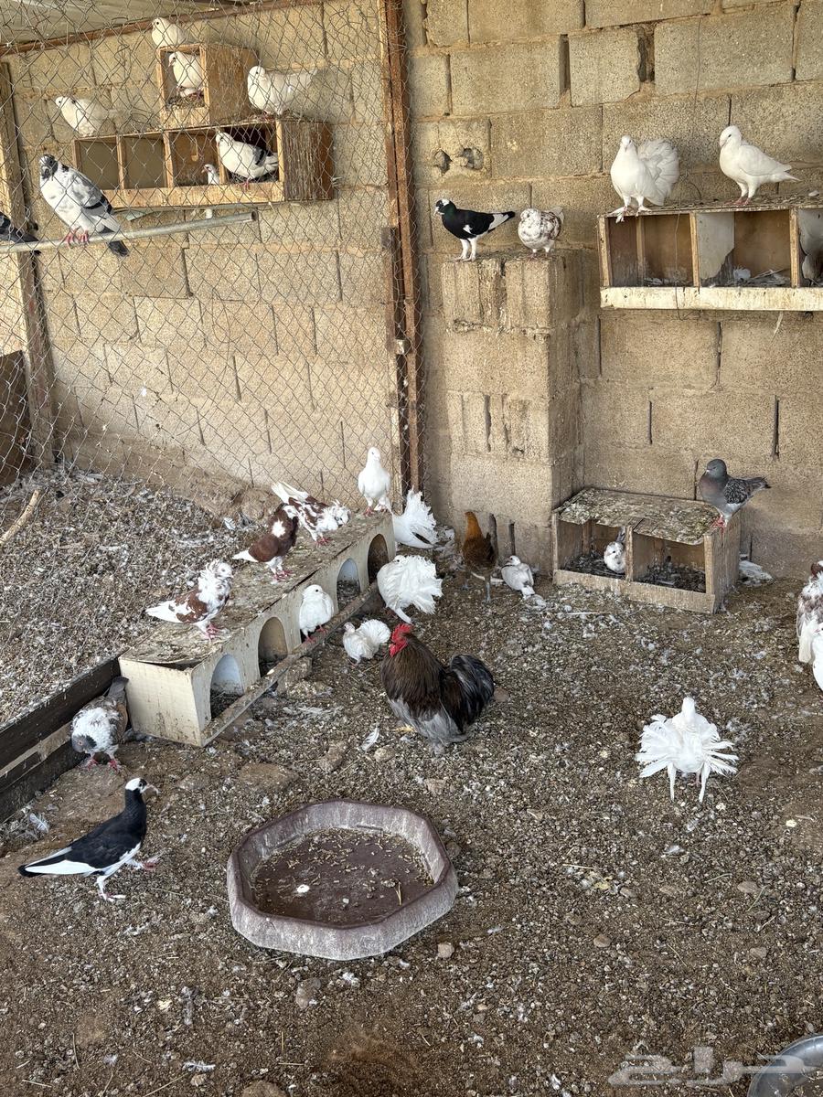 Rare pigeon for urgent sale63618383457795114