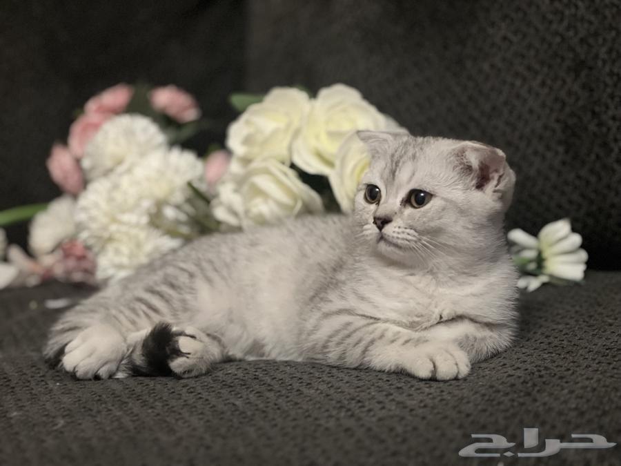 Scottish Fold63618375096323111