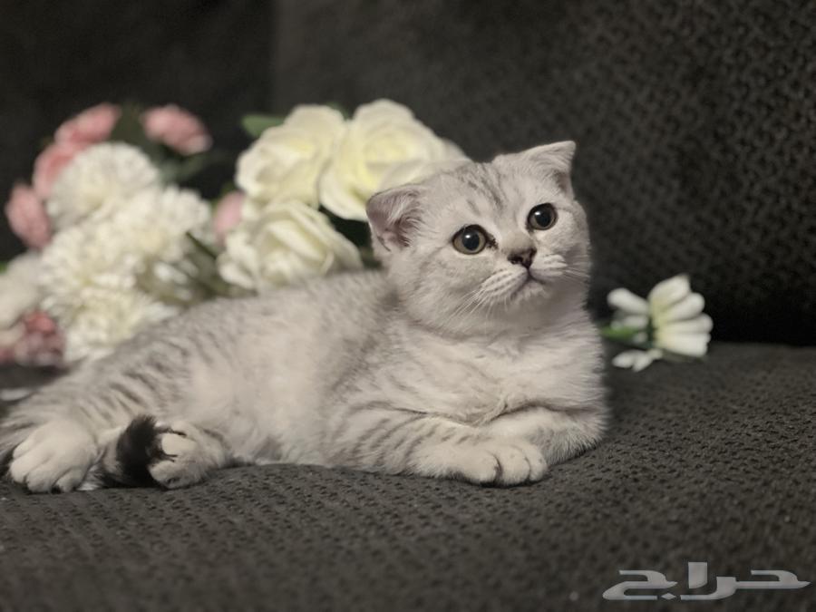 Scottish Fold63618375096323112