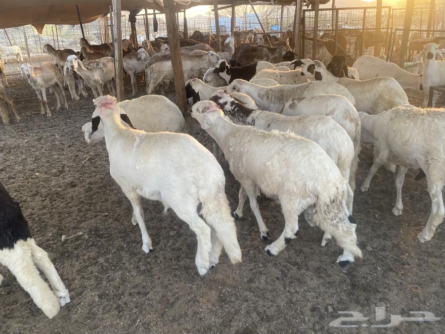 طليان سواكني ابيض مرابي63618389632001113