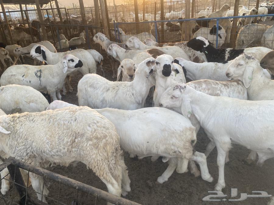 طليان سواكني ابيض مرابي63618389632001112