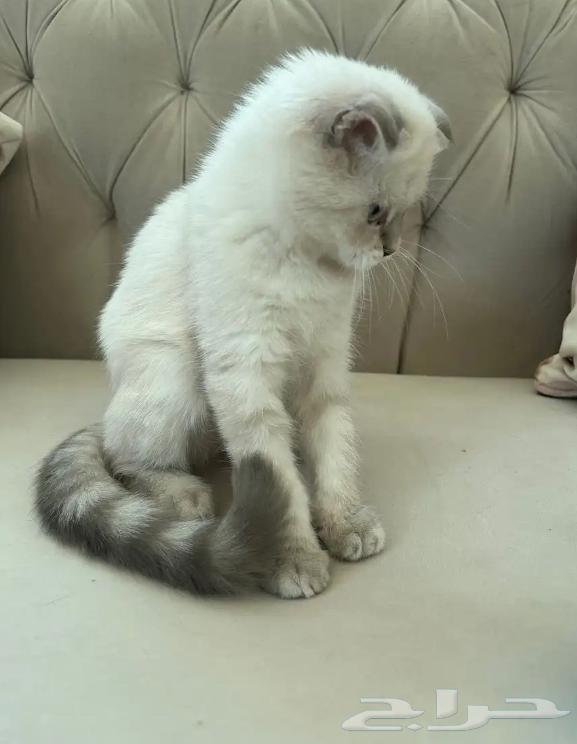 Scotch female cat for sale63019798581761113