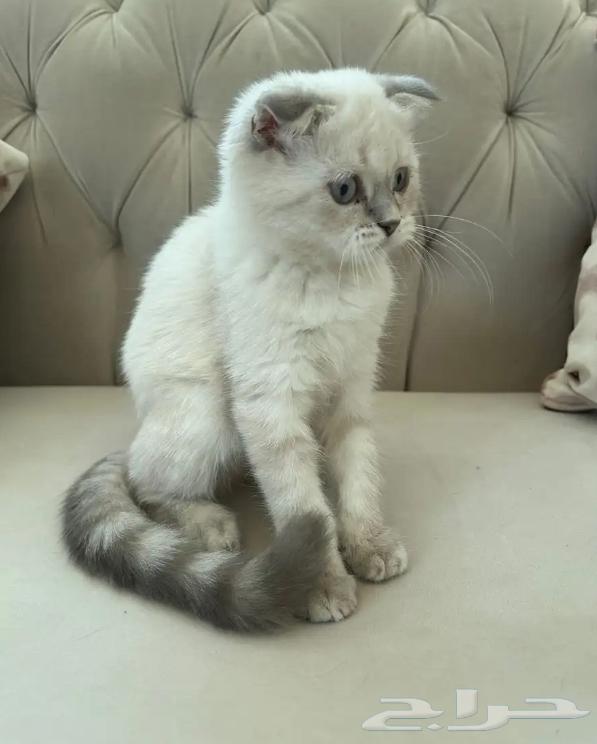 Scotch female cat for sale63019798581761112