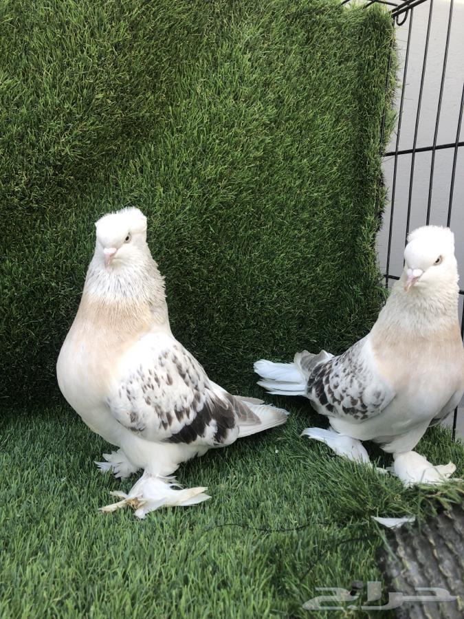 Turkish pigeon pair, sold63618489721090112