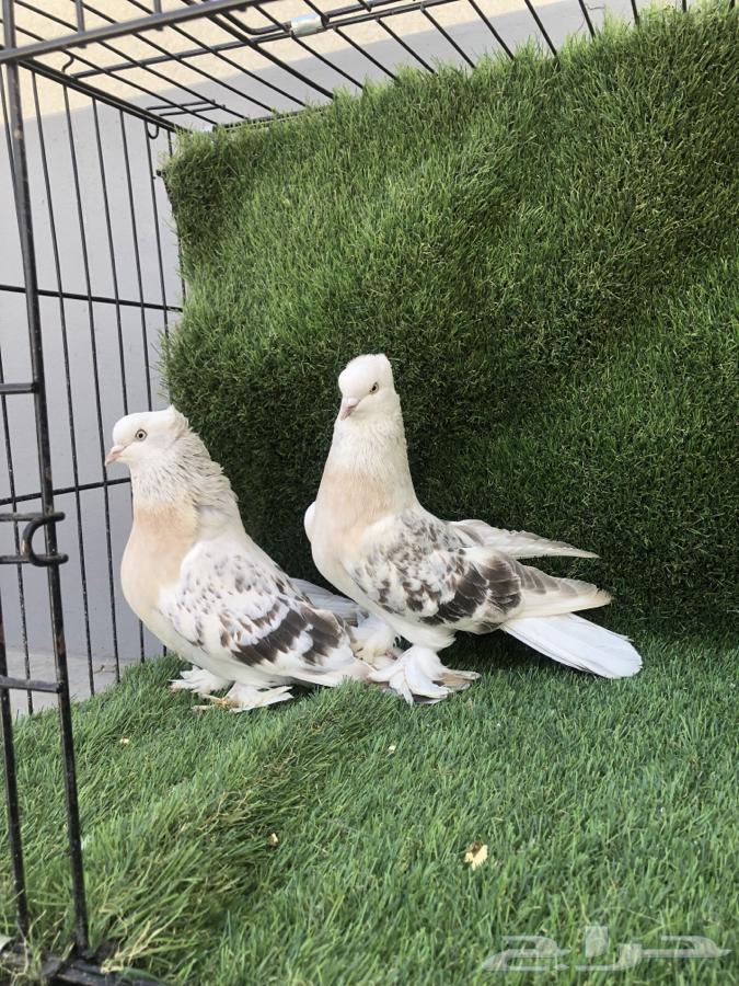 Turkish pigeon pair, sold63618489721090111