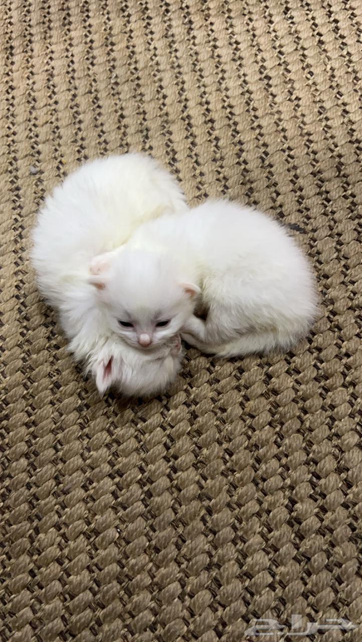 Cats are very cute63382080967938114