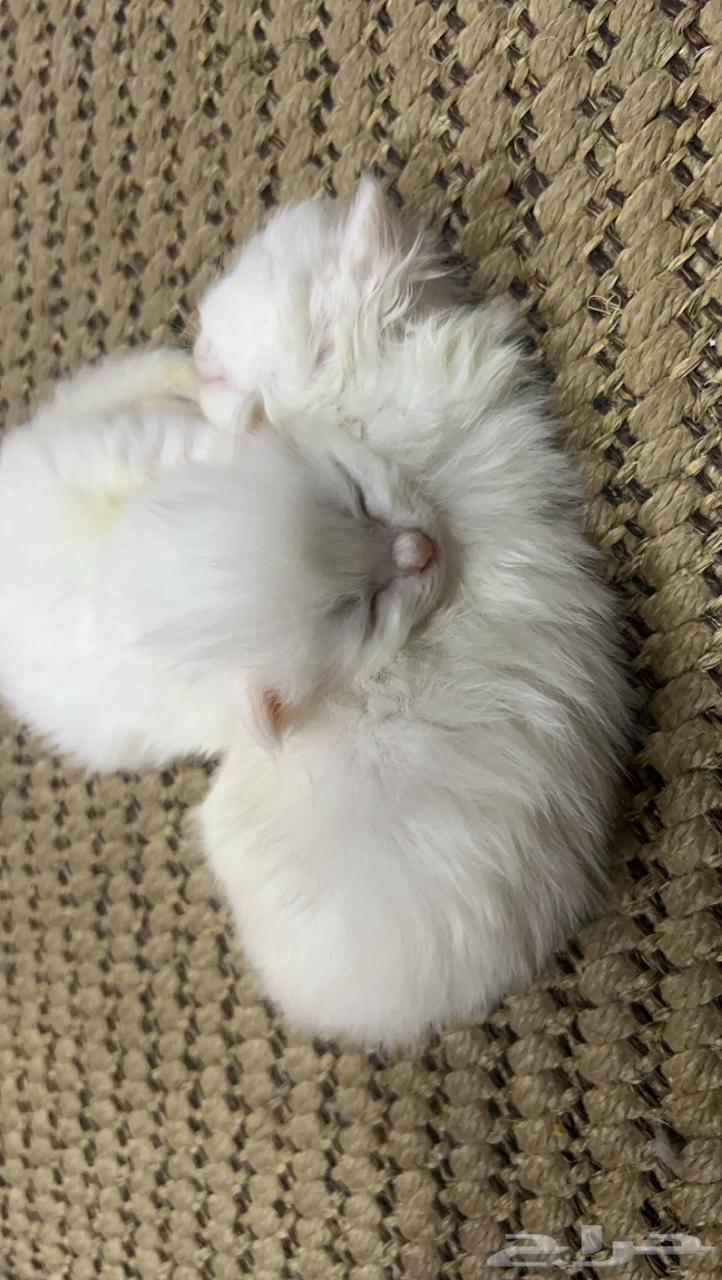 Cats are very cute63382080967938113