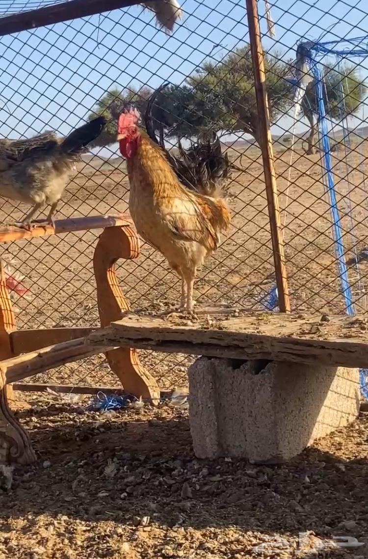Selling a rooster63618384817921111