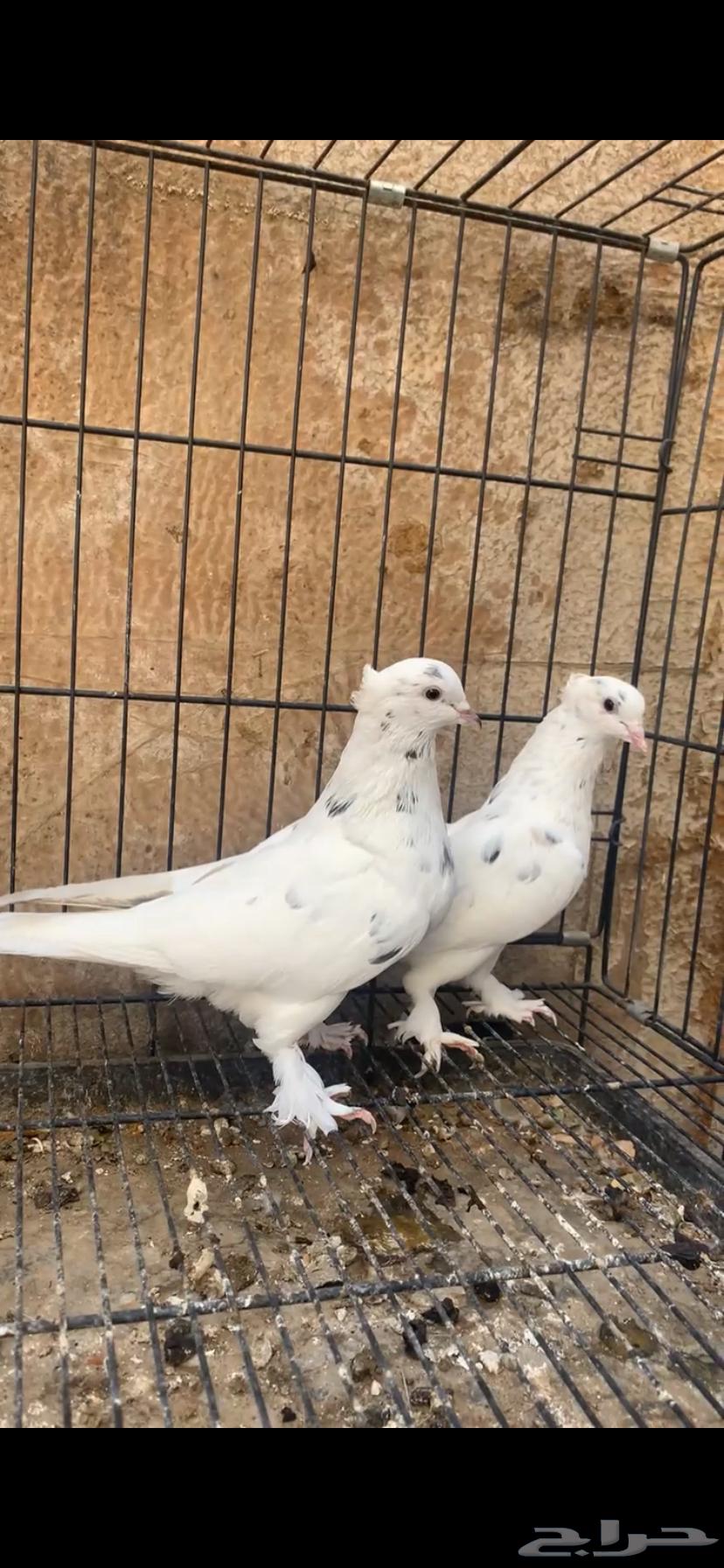 حمام ايراني63618482960769113