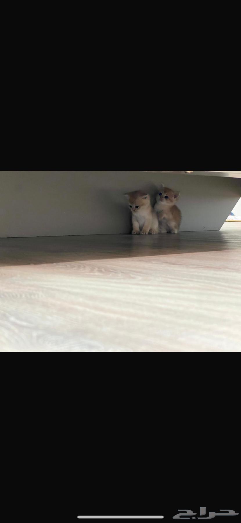 Scottish kittens for sale63618475956482111