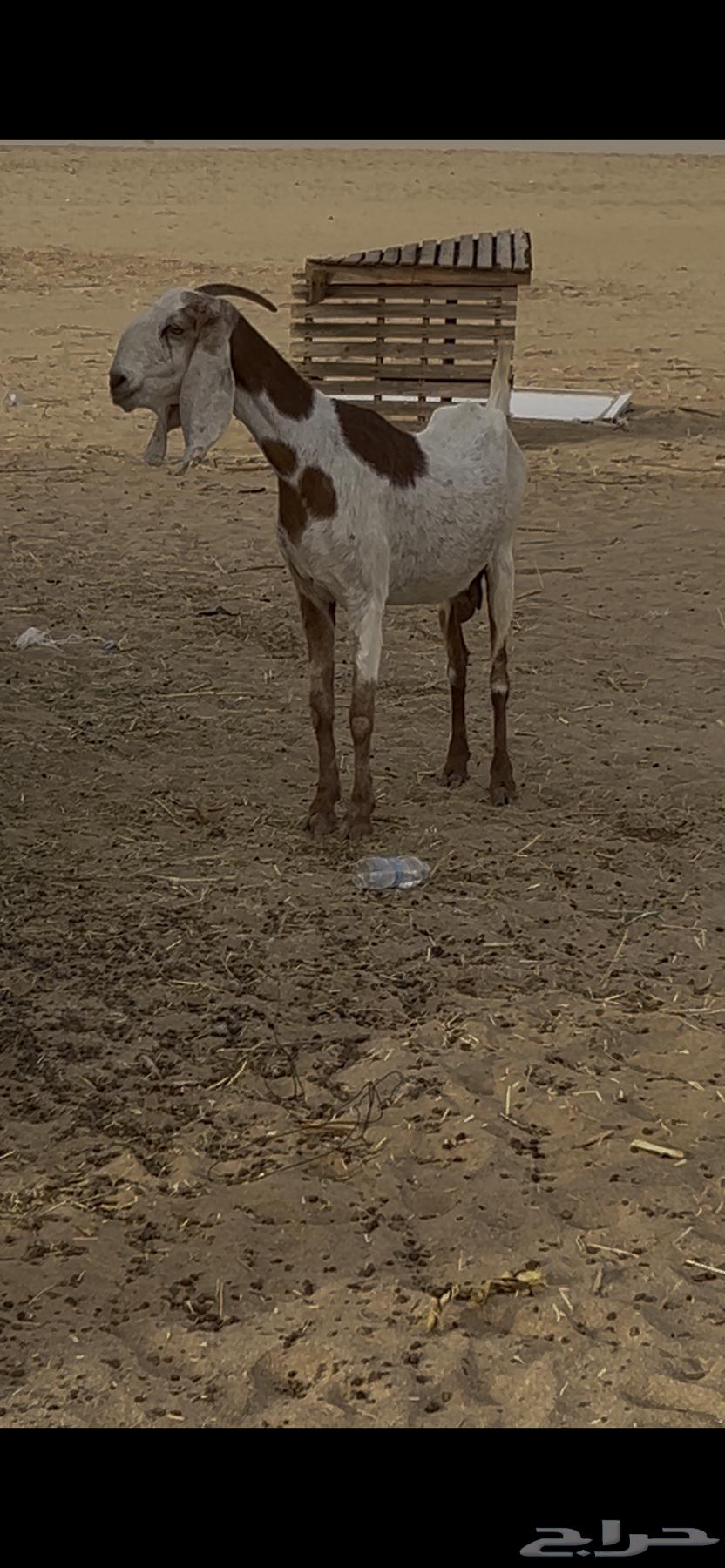 Dutch goat63618383180161110