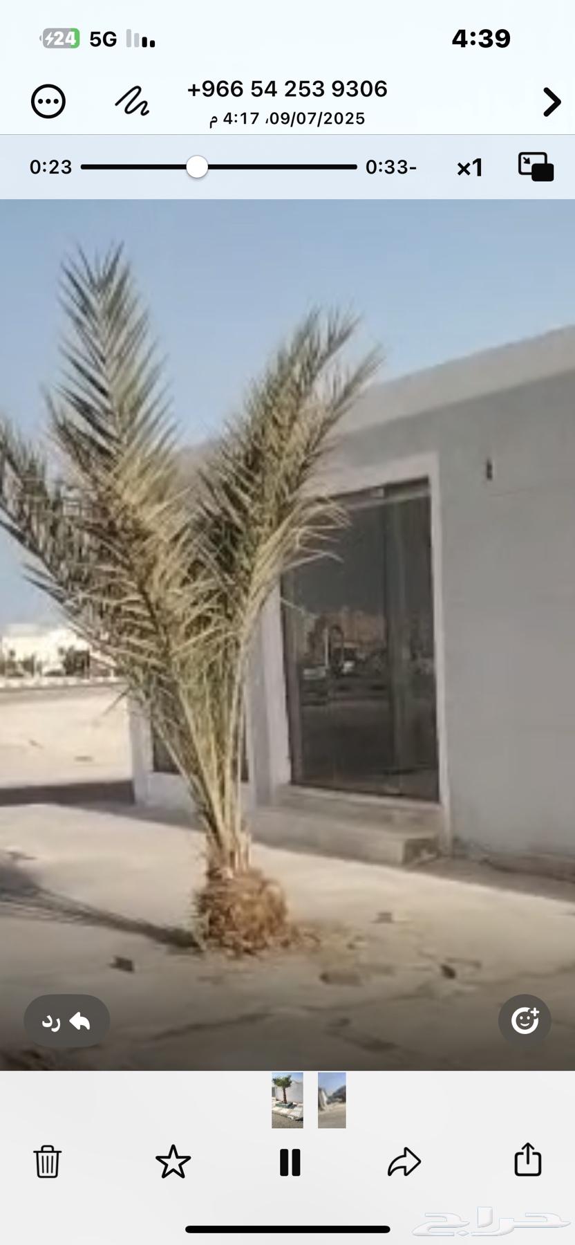 نخل للبيع63618475251457113